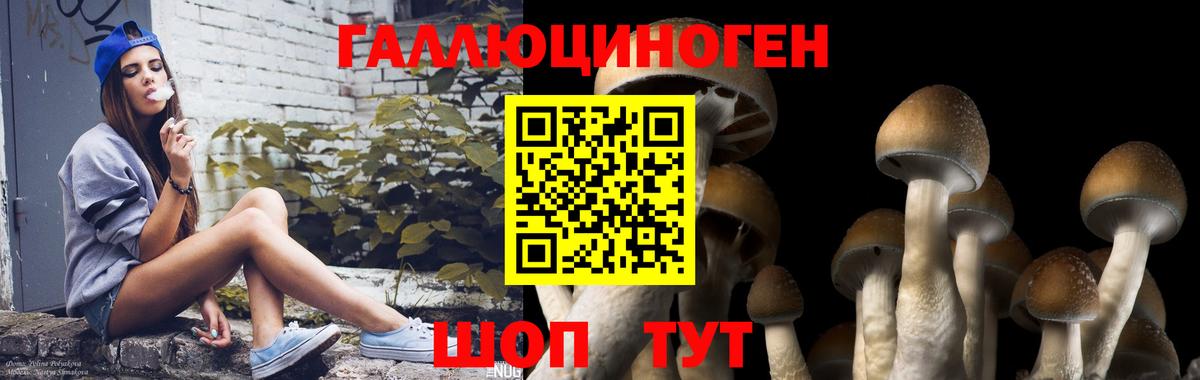 Зеленогорск  Псилоцибиновые грибы ЛСД  Галлюциногенные грибы Psilocybe  Вход с VPN 